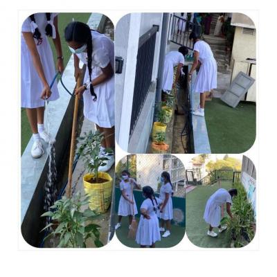 Dengue Control Programme